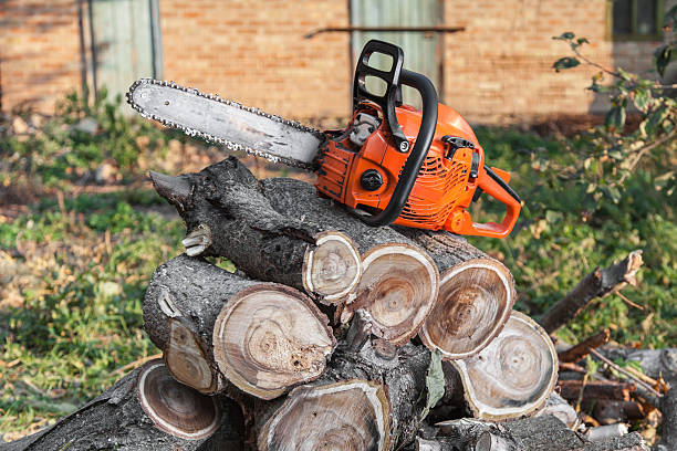 Best Tree Removal Near Me  in USA